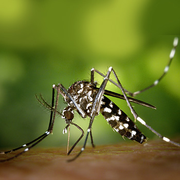 Zanzara tigre: emanata ordinanza contingibile e urgente